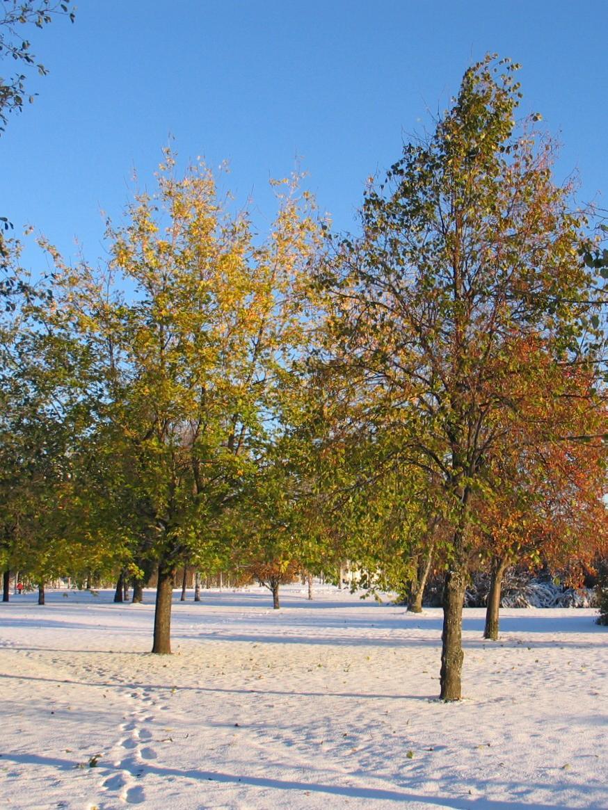 DÖVAS