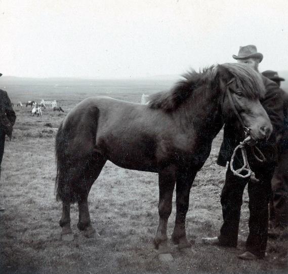 Theodór påbörjade arbetet med att dokumentera stamtavlor runt om i landet och samla in omdömen från avelsvärderingar.