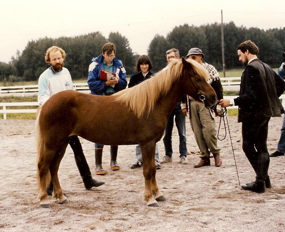 islandshästen, International Federation of Icelandic Horse Associations (FEIF). FEIF hade skapat ett reglemente för avelsbedömning utifrån den isländska modellen för avelsbedömning.