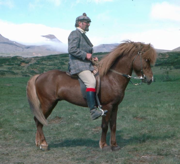 Bild 51: Sigurður Haraldsson på Þáttur 722 frá Kirkjubæ. Fotograf: Einar Eylert Gíslason. flesta andra gårdar. Däremot har den linjen nu mer eller mindre försvunnit i nutidens hästar.