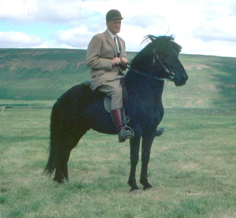 13.2. Sörli 653 frá Sauðárkróki Sörli 653 föddes 1964 hos Sveinn på Sauðárkrókur, undan Síða frá Sauðárkróki och efter Fengur frá Eiríksstöðum.