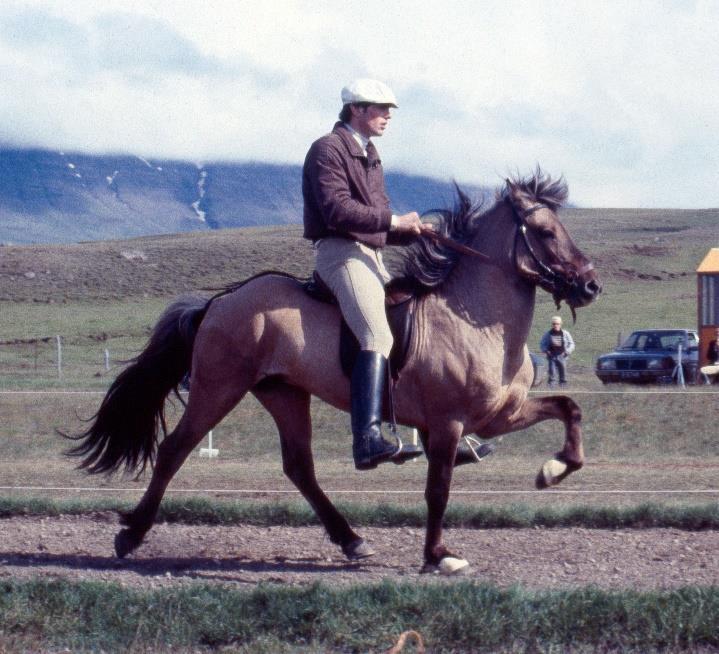 13.5. Ófeigur 882 frá Flugumýri Ófeigur 882 föddes år 1974 hos Sigurður Ingimarsson på gården Flugumýri i Skagafjörður.