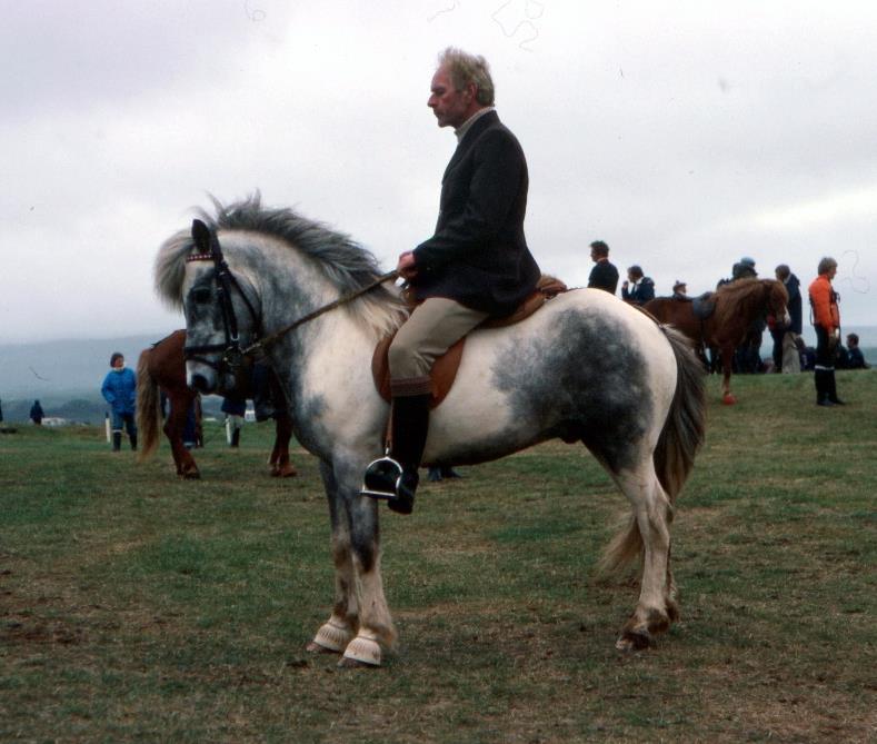 13.8. Gáski 920 frá Hofsstöðum Gáski 920 föddes 1973 på gården Hofsstaðir i Borgarfjörður.