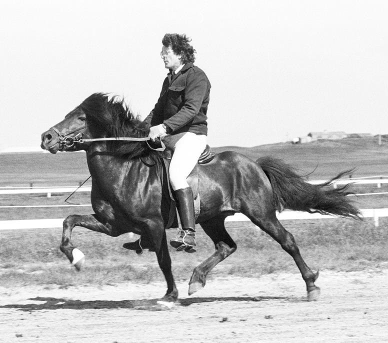 13.9. Adam frá Meðalfelli Adam frá Meðalfelli föddes 1979, efter Hrafn 802 frá Holtsmúla och undan Vordís frá Sandhólaferju som var efter Hylur frá Kirkjubæ.