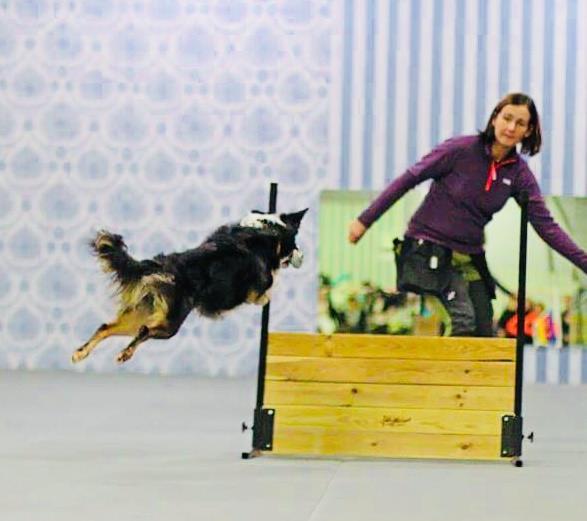 Karin Fischer Kristiansson Vallhunden Chapman - Chap Ras: border collie Ålder: 2 år Tävlar för: Trollhättans brukshundklubb Fartig, gillar att göra fräcka stopp, älskar att träna,