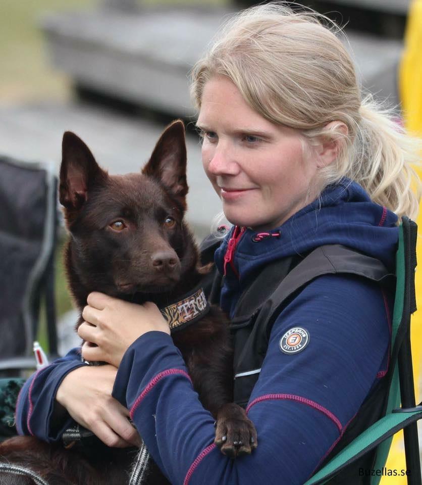 Maria Danielsson Aussie Action's Red Turning Tina - Tigra Ras: Australian kelpie Ålder: 2,5 år Tävlar för: Värmdö brukshundklubb Tigra älskar att träna och gör alltid sitt bästa!
