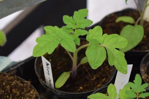 Maj 17 Maj Plantbytardag på Ärtan Plantbytardag öch fika.