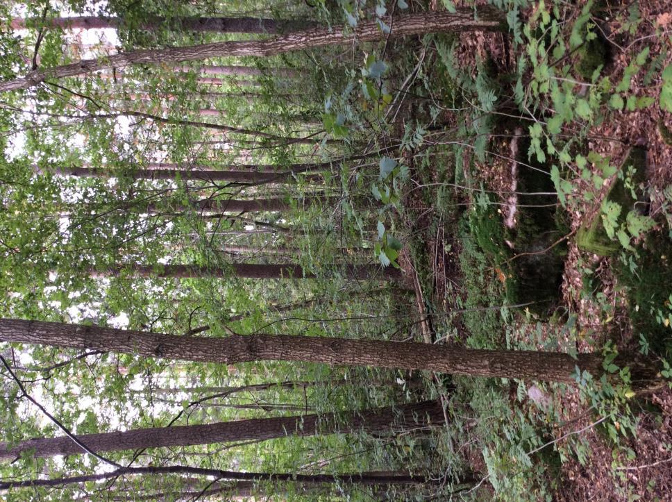 Naturvärdesklass Naturtyp Biotop Biotopvärde Artvärde Klass 3 Påtagligt naturvärde Motivering Skog och träd Blandskog Visst biotopvärde Visst artvärde Naturvårdsarter Olika trädslag av olika ålder