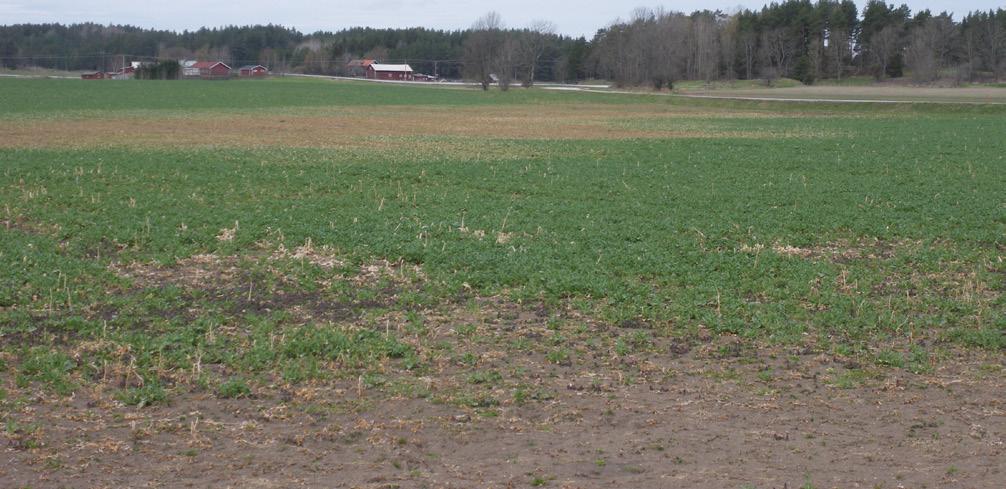 Exempel på skada på raps orsakat av hög grundvattenyta.