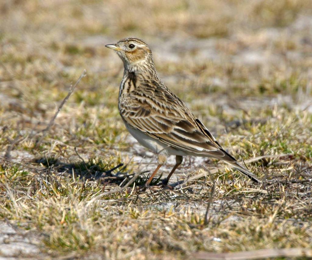 Öppna diken är boplats för humlor När den maskinella täckdikningen fick sitt genombrott lades flera av de öppna dikena igen.