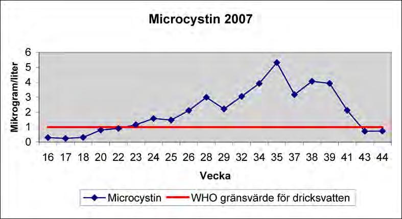 4.3 Växt- och djurplankton Provtagningen på växt- och djurplankton utförs för att följa upp reduktionsfiskets effekter på planktonsamhället och därmed siktdjupet. 4.3.1 Växtplankton 2007 Växtplankton har undersökts i Sätoftasjön, Västra- och Östra Ringsjön under april-oktober 2007.