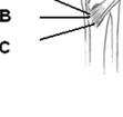(1p) c) Pes anserinus, eller gåsfoten, är ett muskelfäste på insidan av skenbenet strax under knäet.