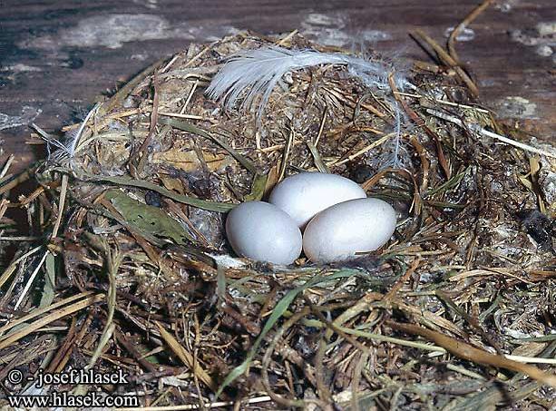 tornseglarna häckar gärna i kolonier men varje ingångshål måste leda till en egen avskild bohålighet, och avståndet ska helst vara 50 cm sydsida kan funka om holken sitter skuggat och det finns skydd