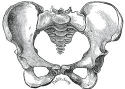 Vilket pelvis tillhör en kvinna och vilket tillhör en man? Kvinna 3.