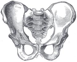 Sub-pubic vinkeln 4. Bredden av pelvis 1.