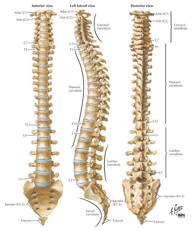 Anatomi Cervikalkolumna 7 kotor med orientering och leder som medger mycket stor rörlighet. 8 spinalnerver, Thoracalkolumna 12 kotor men varianter med mellan 11-13 kotor förekommer.