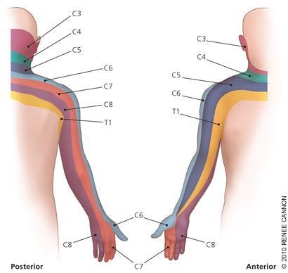 Flexion-extension sker främst C0-C1 samt mellan C3-C6