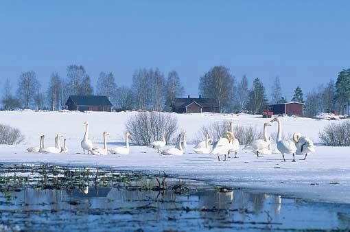 Asko Hämäläinen/Kuvaliiteri Våtmarker och sedimenteringsbassänger erbjuder viloplatser även för flyttfåglar.