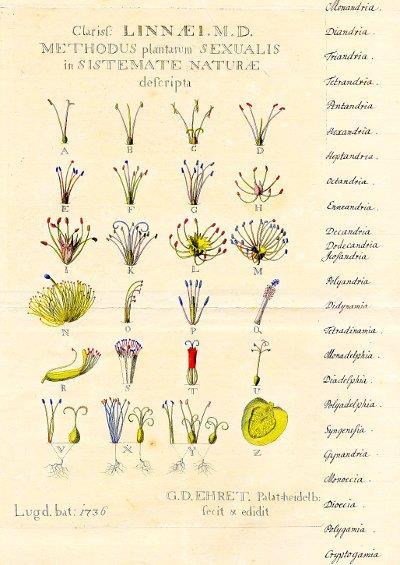 Vem var Carl von Linné? Mål: Få en förståelse för Carl von Linnés arbete och hur han arbetade fram sin modell och teorier kring växters släktskap utifrån olika typer av källor.