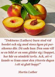 Under fyra onsdagar i början av det nya året skall vi riktigt grotta ned oss i katekesen, Augsburgska bekännelsen, konkordieformeln och de andra skrifterna från reformationens tidevarv.