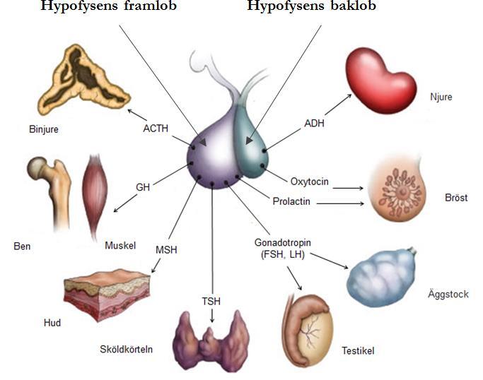 Hypofysen avger hormoner till blodbanan som påverkar och styr de flesta endokrina organ i kroppen såsom sköldkörtel, binjurar och äggstockar/testiklar samt har effekter på tillväxt, amning, livmoder