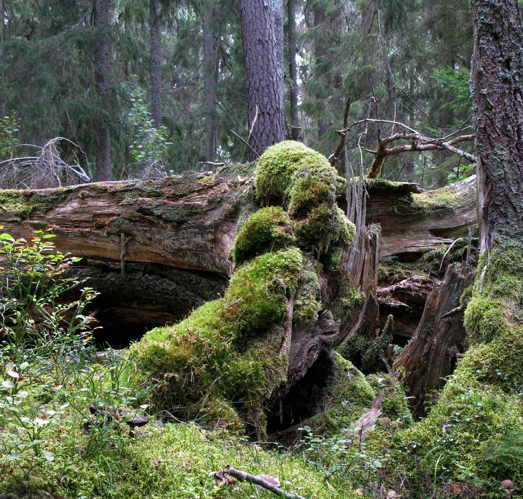 Naturmiljö Naturmiljön och naturvården är i högsta grad regionalt förankrade och anpassade efter klimatologiska förutsättningar.