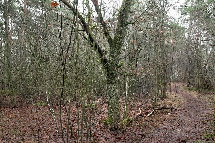 Skogsmarken Ultunaåsen är till stora delar barrskogsbevuxen förutom mindre partier löv samt några små igenväxande grusgropar och gräsbevuxna ytor.