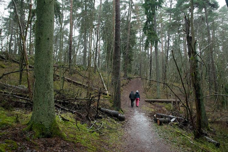 Skötselzon D: Gammal barr- och blandskog 80 ha Beskrivning: Skötselzonen utgörs av barrdominerade skogar på Sunnerstaåsen och Ultunaåsen.