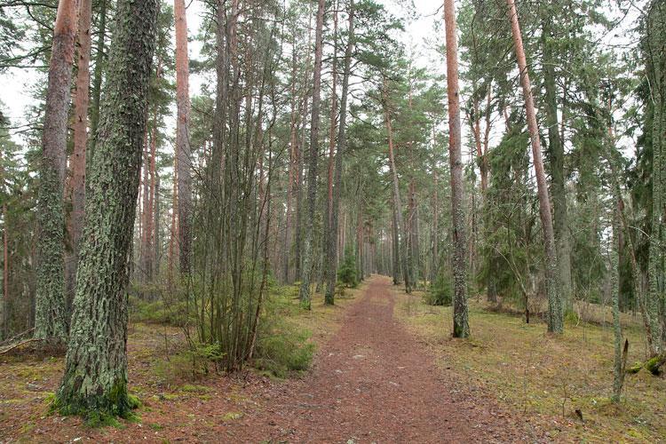 I skötselområdet eftersträvas tallskog med god sikt där underskikt av unga träd och buskar är sparsamt.