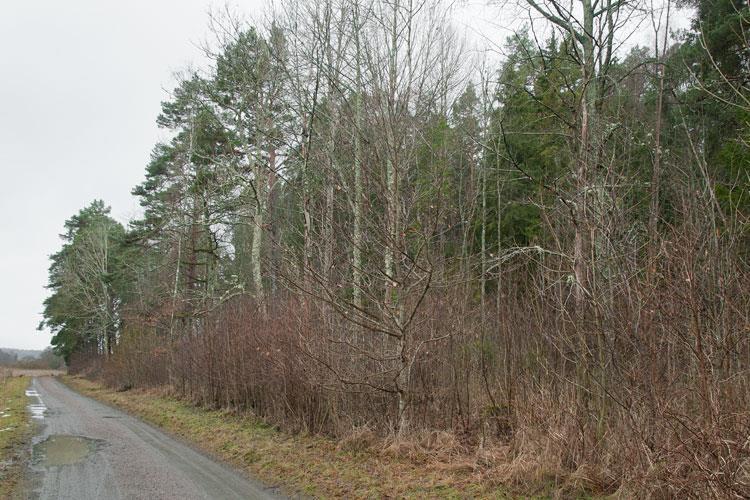 Uthuggning i bryn bör ske i en smal zon som därefter röjs regelbundet. Undvik större uthuggningar där man får ett kraftigt slyuppslag, som på denna bild.