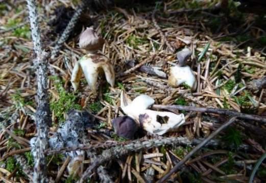 Bilaga 3. Beskrivning av rödlistade, sällsynta och skyddade arter.