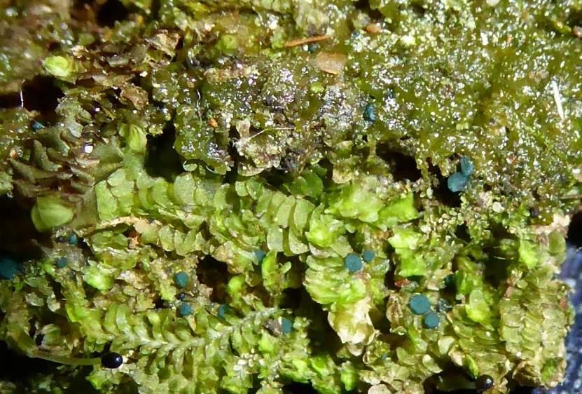 Grön levermosskål Lavar Kortskaftad ärgspik Microcalicium ahlneri rödlistad (NT) En god signalart för skyddsvärda, fuktiga skogsmiljöer och från och med 2015 upptagen på rödlistan.