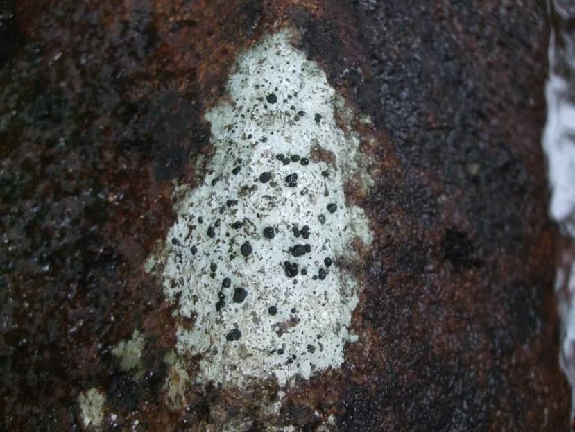 Strandblocklav Porpidia hydrophila rödlistad (NT) En art som i Sverige nästan enbart är känd från Halland, men enstaka ströfynd finns även utanför detta landskap.