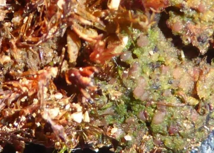 Ruderatlav Enkel lavklubba Multiclavula vernalis sällsynt Denna märkliga