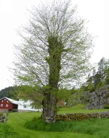 Skogsalm Ask Fraxinus excelsior rödlistad (EN) En fortfarande vanlig art som är starkt hotad av askskottssjukan. Påträffades spritt i undersökningsområdet, främst i ädellövskogsmiljöer.