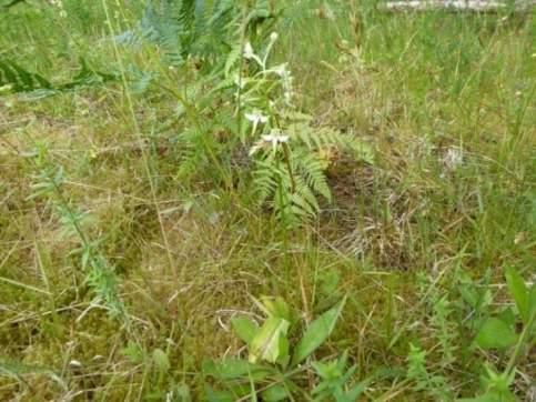 Grönvit nattviol Platanthera chlorantha - fridlyst Flera grönvita nattvioler hittades i den dåligt hävdade betesmarken i objekt 174.