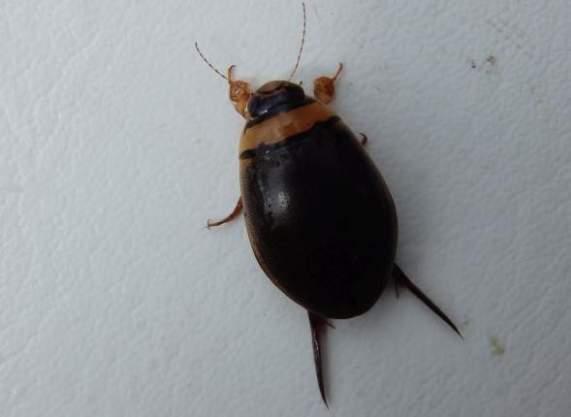 Dykarbaggar Bred paljettdykare Graphoderus bilineatus - EU Påträffades i objekt 245.