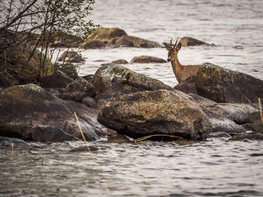 En spännande bild där hjorten just stiger upp ur vattnet.