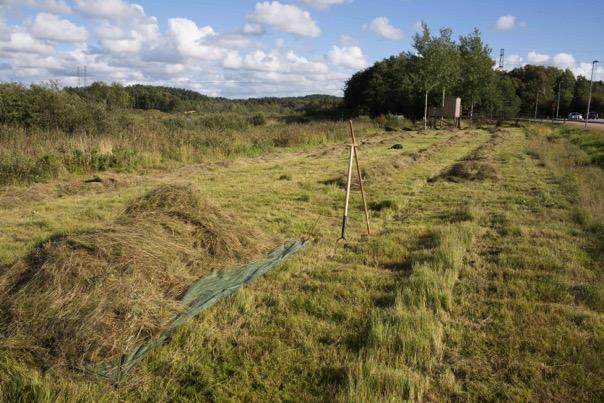 Slåtter på gräsytan norr om tornet på den västra sidan av Sagsjön.
