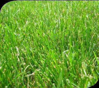 Vår enklaste gräsmatta som passar högsta kvalité och lämpade för optimal etablering i nordiska förhållanden, och för ytor som utsätts bra gödning för bästa etablering.