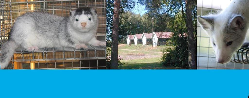 Seminationsarbetet underlättas av att man placerar honorna i husen så att de finns nära seminationsplatsen.