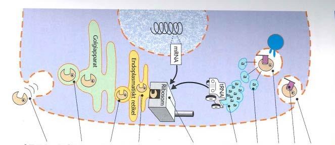 1. Cellen och vävnader Kodnr. 3. Proteinsyntesen. Figuren är hämtad från er kurslitteratur. a.