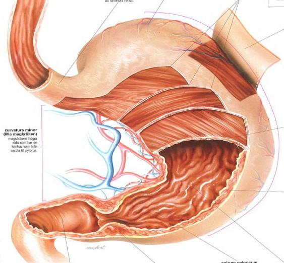 Kodnr. 3. Mag-tarmkanalen med matspjälkningen 5. Ange namnen på de anatomiska strukturerna. Sätt rätt bokstav i rätt ruta. Välj från listan nedan.