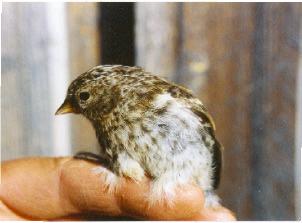 Fåglar i Jämtland-Härjedalen 1/2004 Kortflyttande tättingar som koltrast, bofink och grönfink håller sig kvar även om de är något färre än förra året. Lövsångaren är som vanligt stabil.