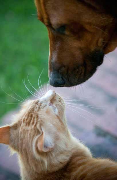 HUND & KATT 5 för 20:-