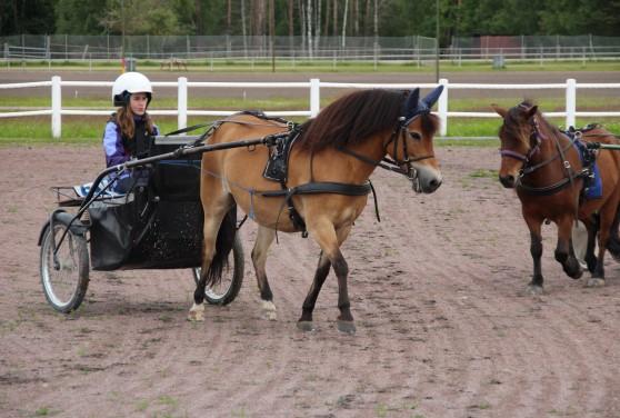 Trav Kom och prova på trav och monté med våra ponnyer under sportlovet. Prova på - Travskola: Söndag 25/2 kl. 13-15 För barn mellan 5-13 år.