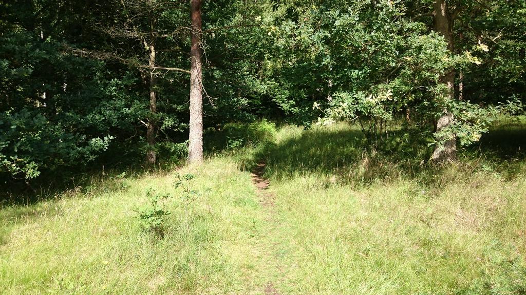 Antagandehandling Exempel på vegetationens karaktär i skogskanten där en befintlig strövstig möter skogsbrynet.