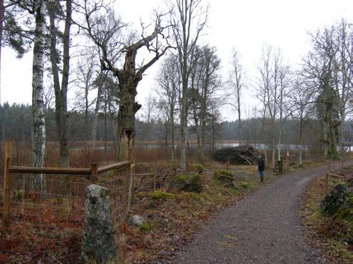 År 2005 genomfördes de första åtgärderna i området som främst inriktades på frihuggning av grov ek.