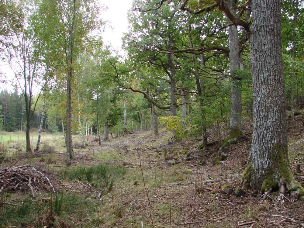 Upplandsstiftelsen presenterade en åtgärdsplan för området år 2001. Sedan dess har stiftelsen och Holmens skog utfört en rad åtgärder i området.