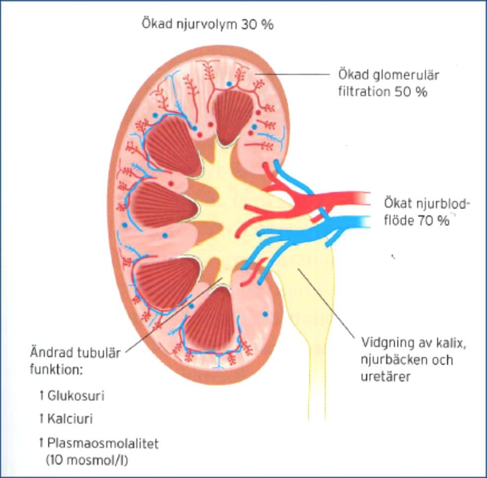 GFR Normal njurfysiologi under